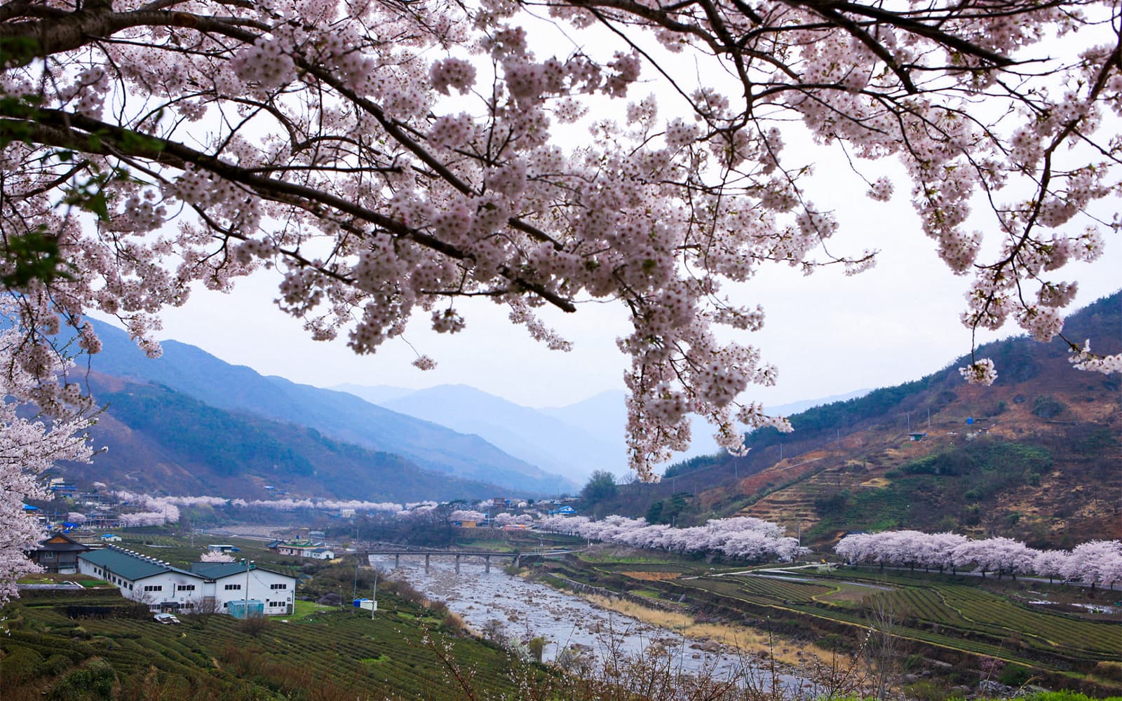 1-Day Cherry Blossom Guided Tour with Round-Trip Transfers from Seoul tickets in Seoul - Highlights | TickYourList