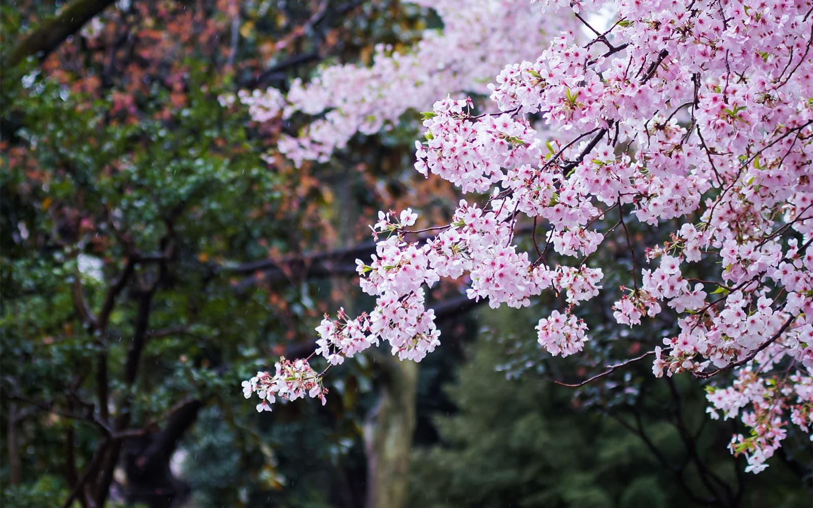 1-Day Cherry Blossom Guided Tour with Round-Trip Transfers from Seoul tickets in Seoul - Full Experience | TickYourList