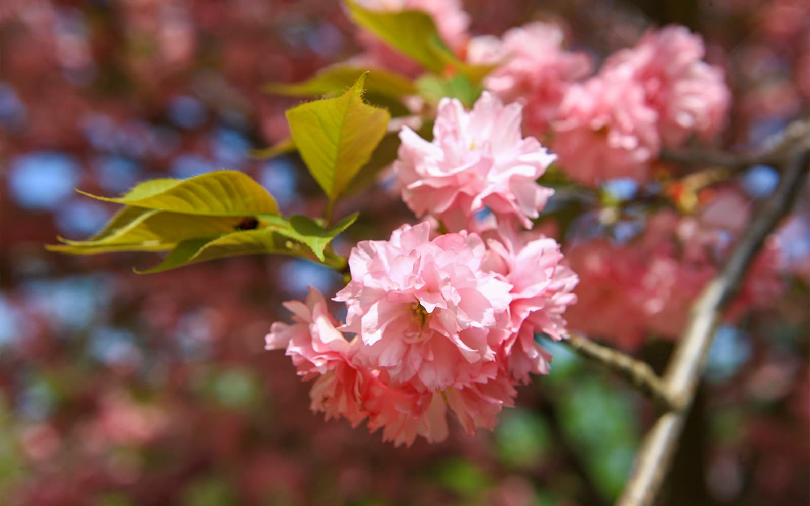 Full-Day Guided Seoul King Cherry Blossom Tour tickets in Seoul - Attractions | TickYourList