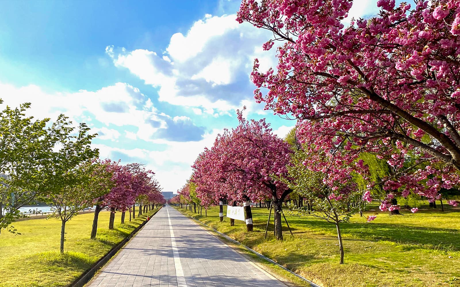 Full-Day Guided Seoul King Cherry Blossom Tour tickets in Seoul - Activities | TickYourList