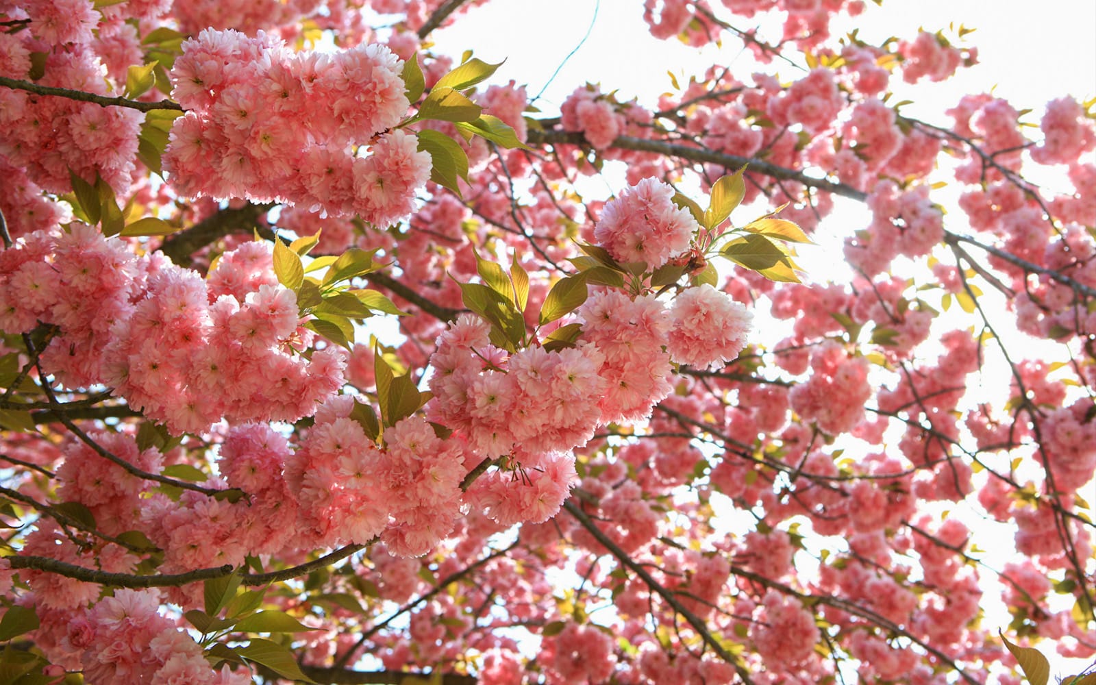 Full-Day Guided Seoul King Cherry Blossom Tour tickets in Seoul - Highlights | TickYourList