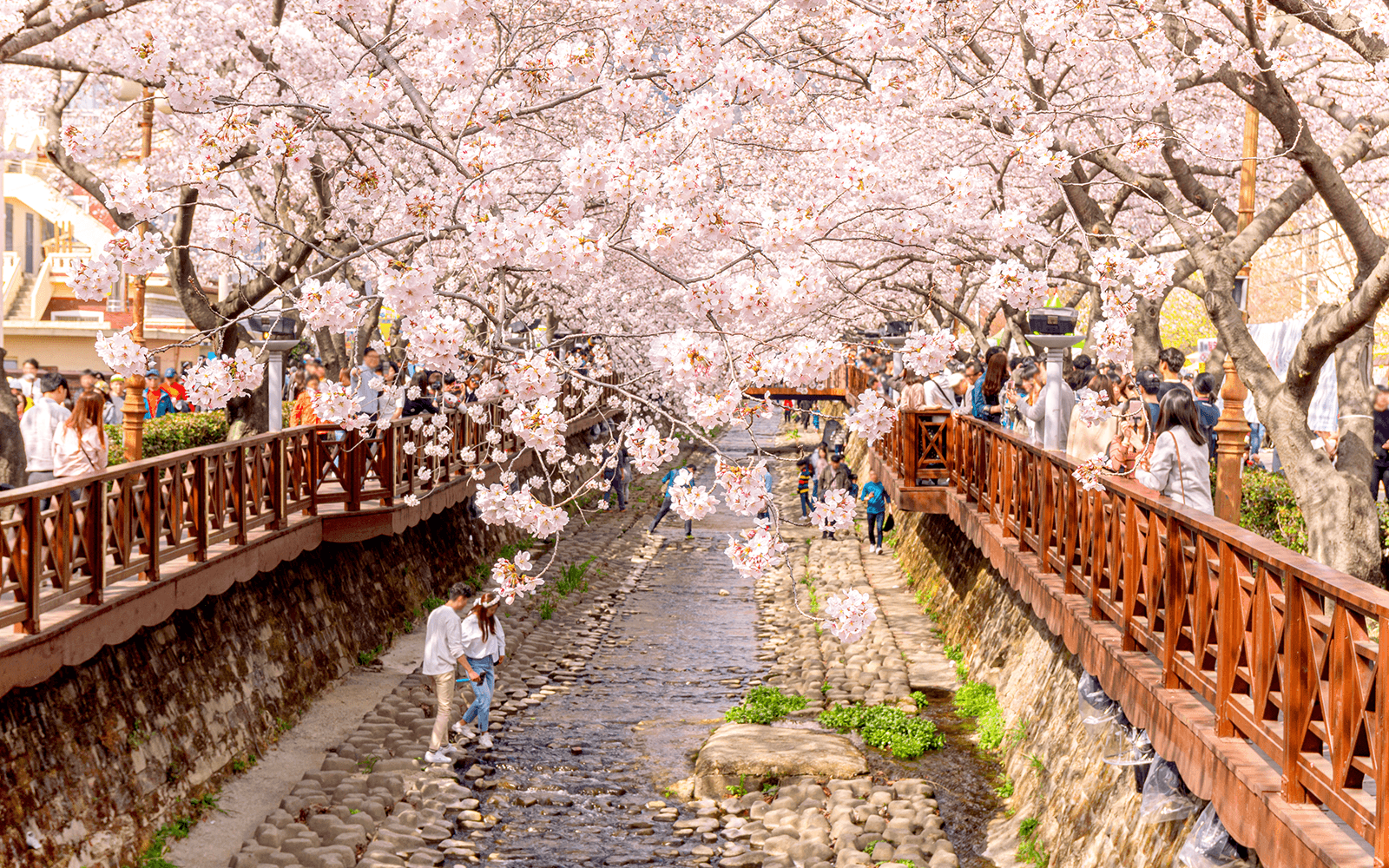 Full-Day Guided Jinhae Cherry Blossom Festival Tour from Seoul experience tickets in Seoul | TickYourList