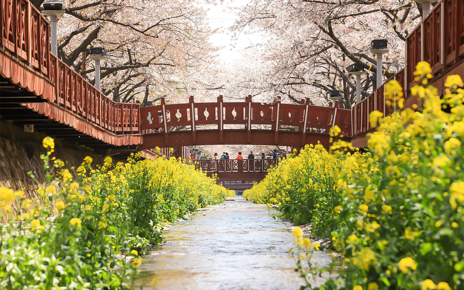 Full-Day Guided Jinhae Cherry Blossom Festival Tour from Seoul tickets in Seoul - Attractions | TickYourList