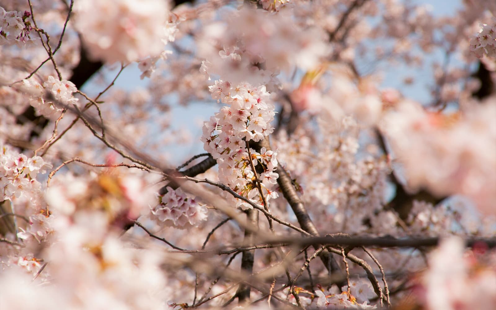 Full-Day Guided Jinhae Cherry Blossom Festival Tour from Seoul tickets in Seoul - Activities | TickYourList