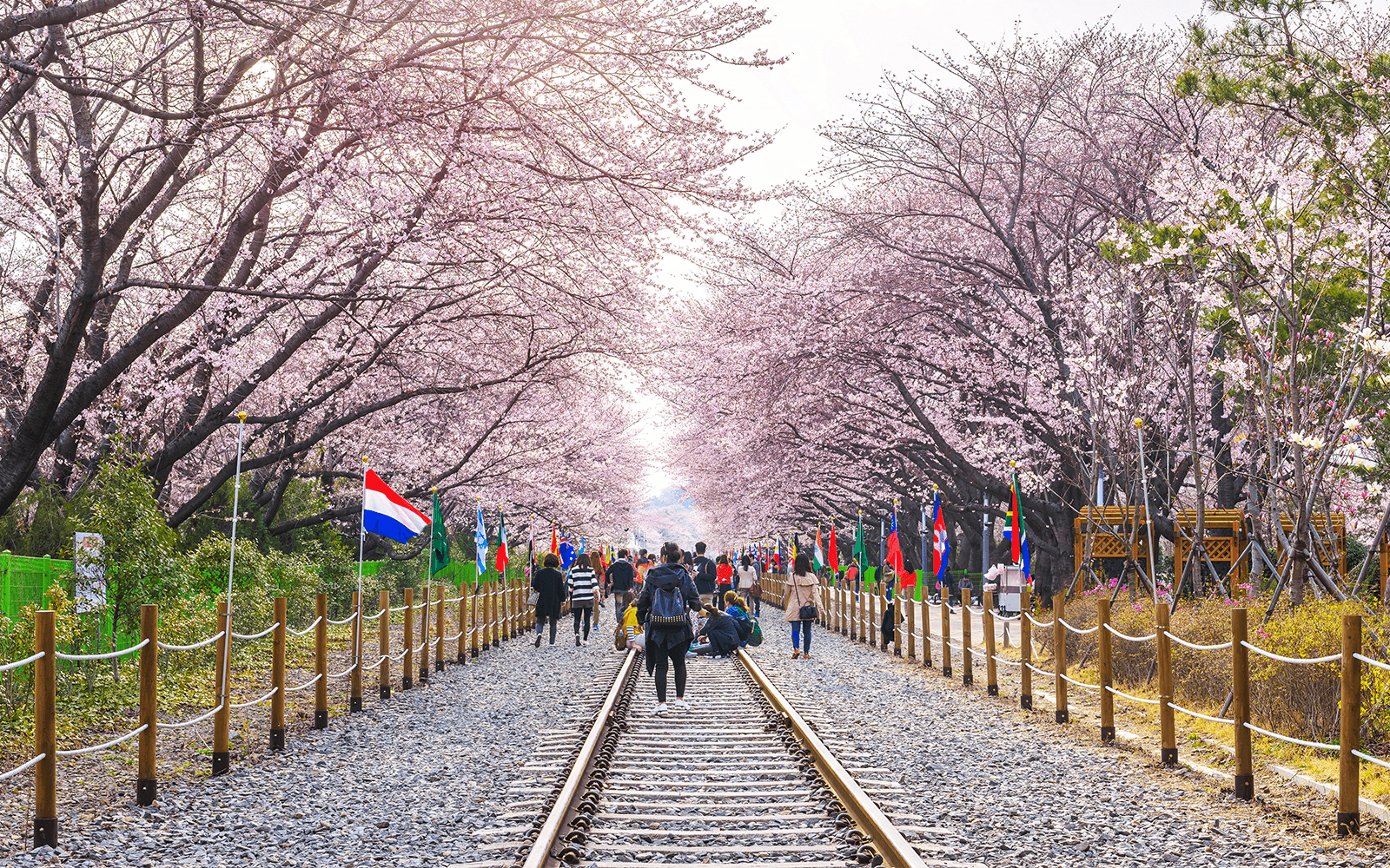 Full-Day Guided Jinhae Cherry Blossom Festival Tour from Seoul tickets in Seoul - Highlights | TickYourList