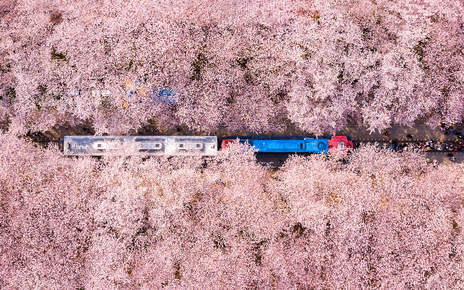 Full-Day Guided Jinhae Cherry Blossom Festival Tour from Seoul tickets in Seoul - Features | TickYourList