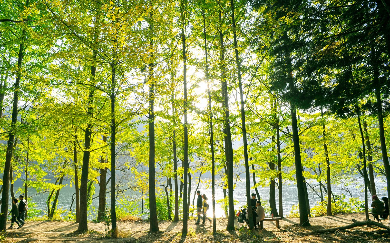 From Seoul: Nami Island & Alpaca World Guided Tour