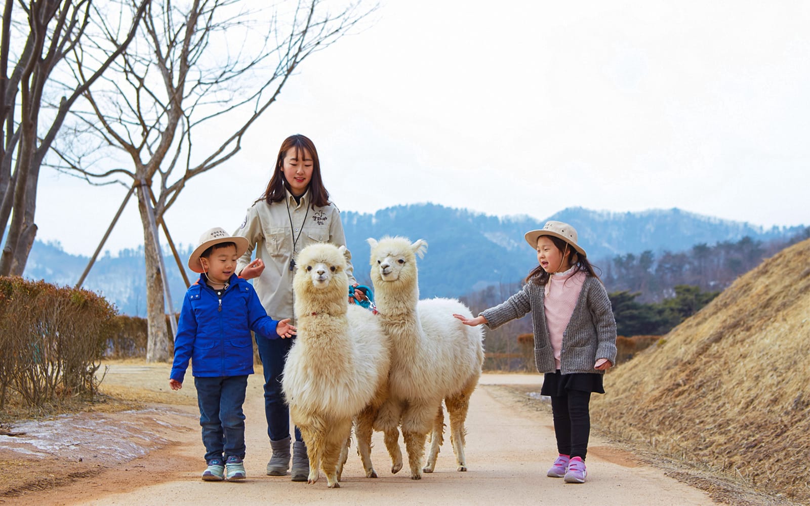 From Seoul: Nami Island & Alpaca World Guided Tour tickets in Seoul - Activities | TickYourList