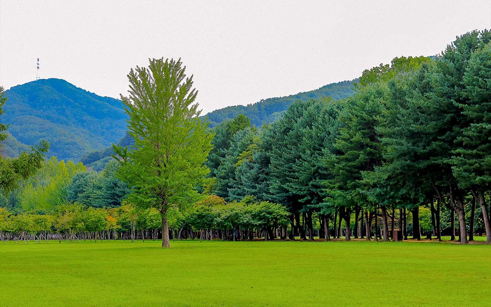 From Seoul: Nami Island, Petite France & Italian Village Day Trip with Gapyeong Rail Bike Ride & Painter Show tickets in Seoul - Features | TickYourList