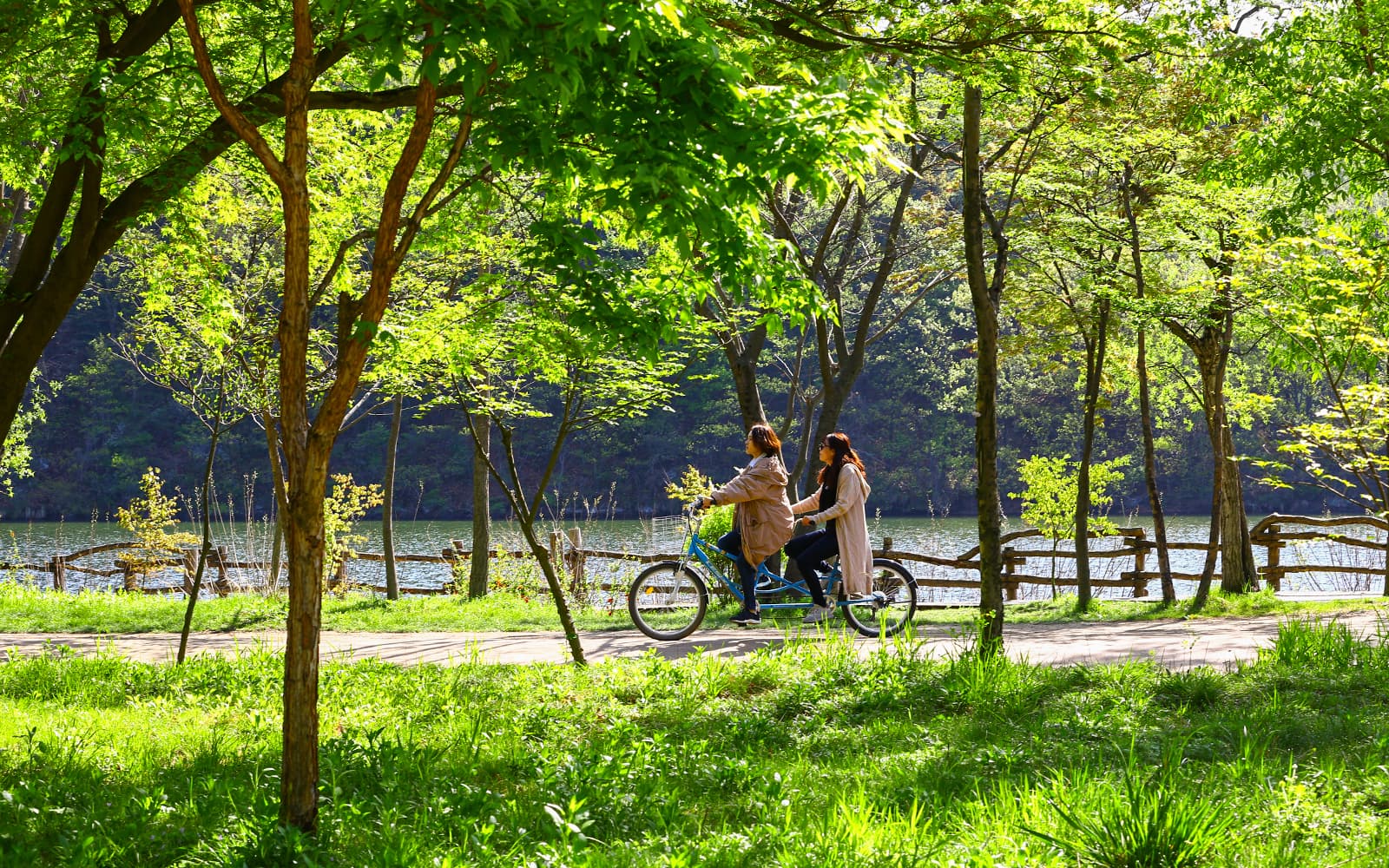 From Seoul: Alpaca World, Nami Island & Garden of Morning Calm Day Trip tickets in Seoul - Activities | TickYourList