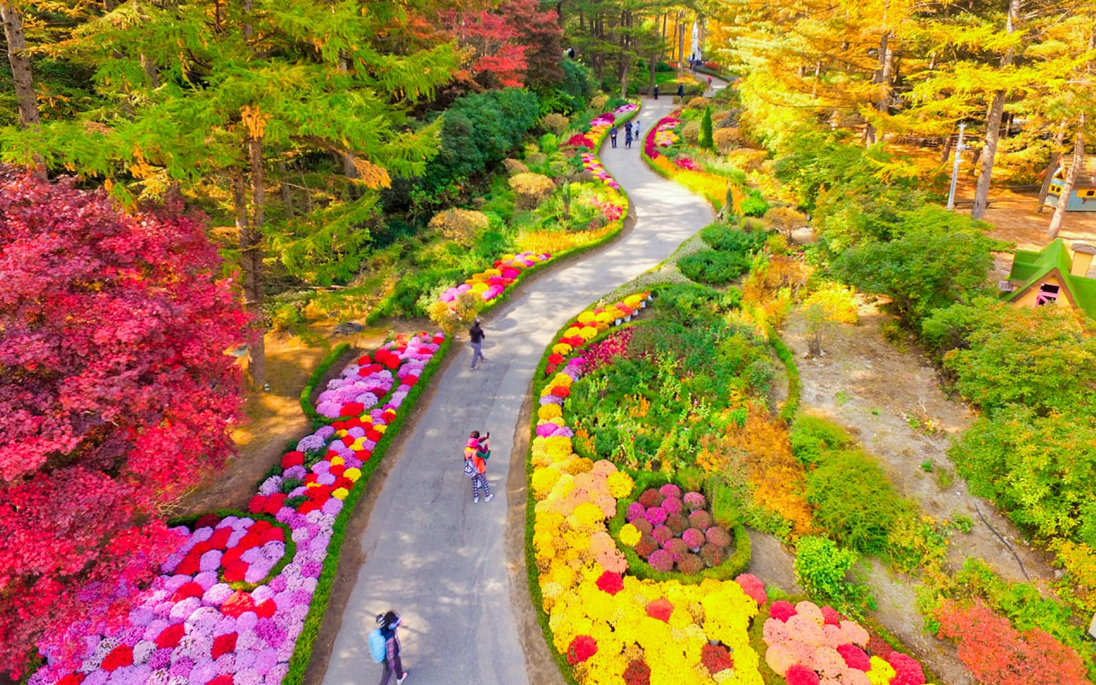 From Seoul: Alpaca World, Nami Island & Garden of Morning Calm Day Trip tickets in Seoul - Highlights | TickYourList