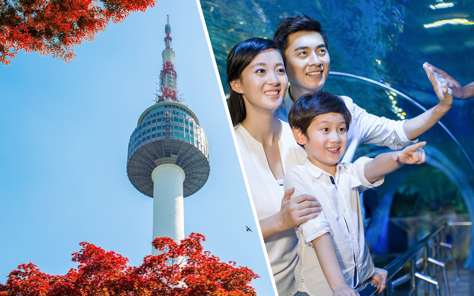 Combo (Save 30%): N Seoul Tower + SEA LIFE COEX, Seoul Aquarium Tickets