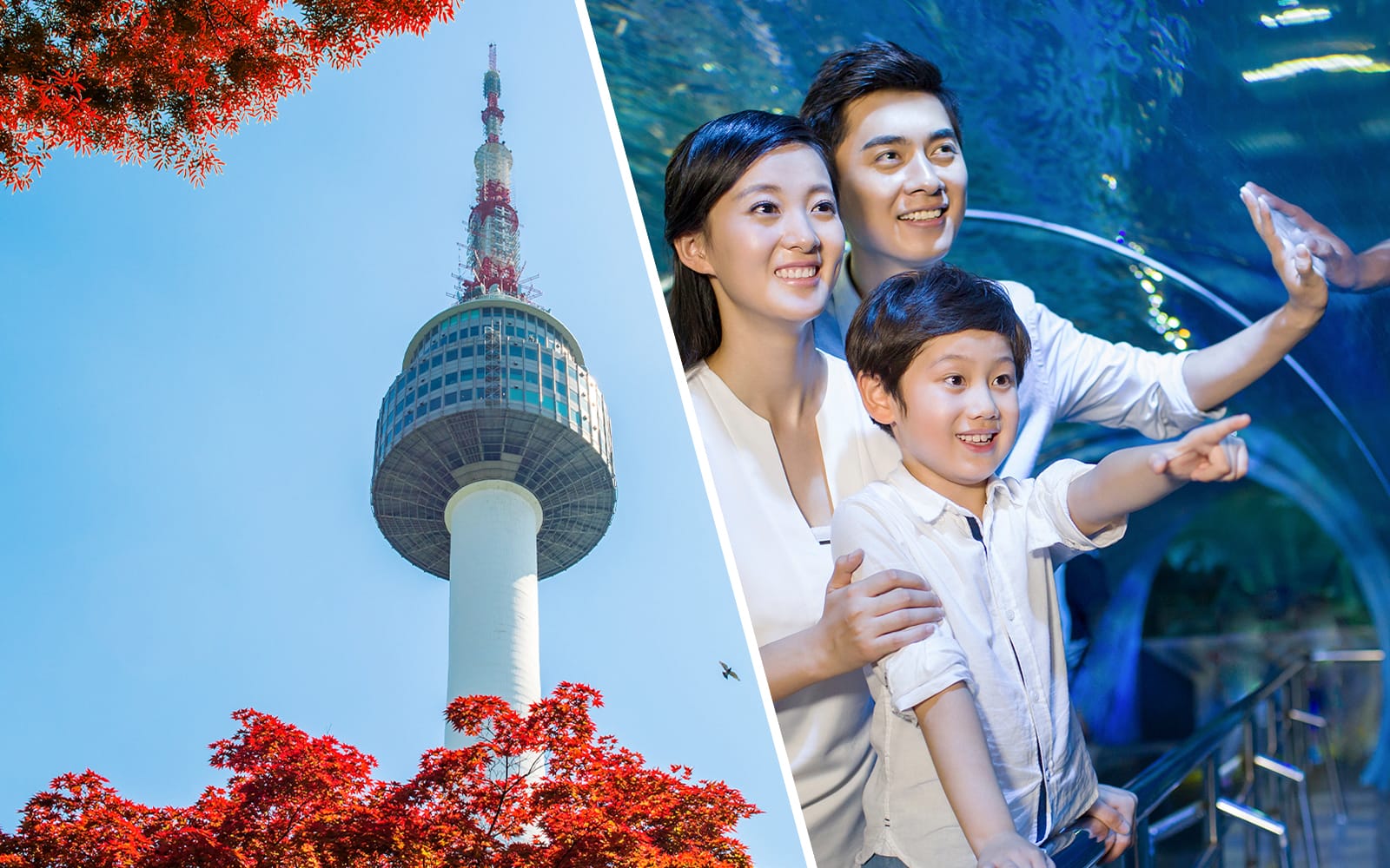 Combo (Save 30%): N Seoul Tower + SEA LIFE COEX, Seoul Aquarium Tickets