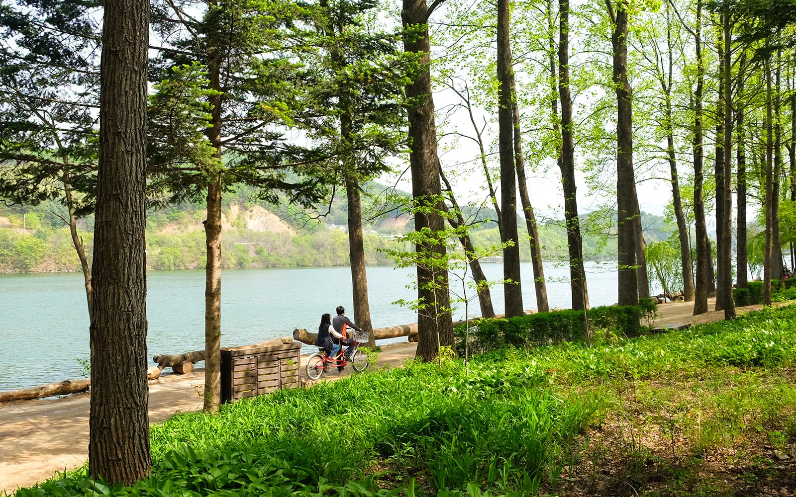 Nami Island Wildlife Exploration Day Tour with Alpaca World tickets in Seoul - Attractions | TickYourList