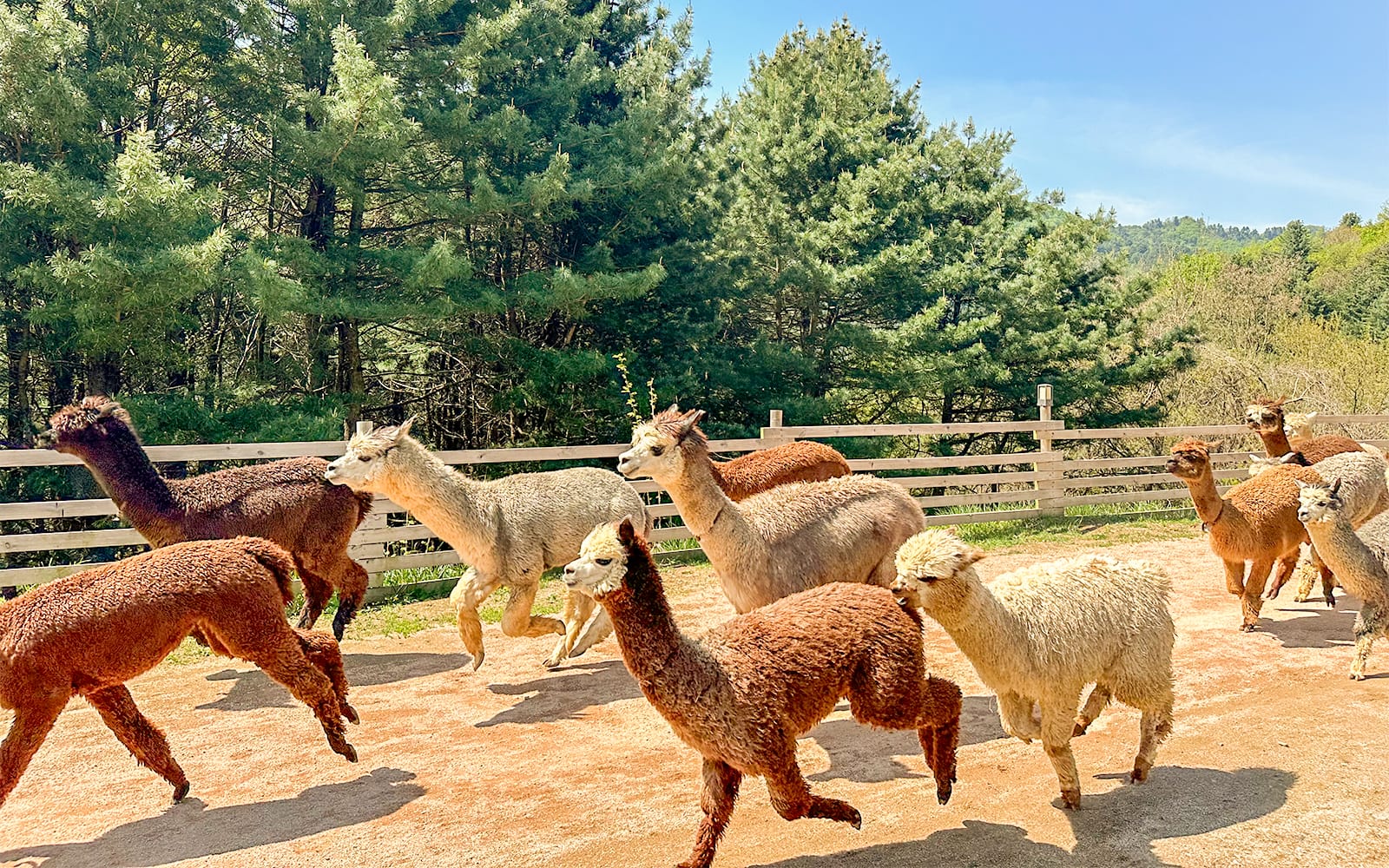 Nami Island Wildlife Exploration Day Tour with Alpaca World tickets in Seoul - Highlights | TickYourList