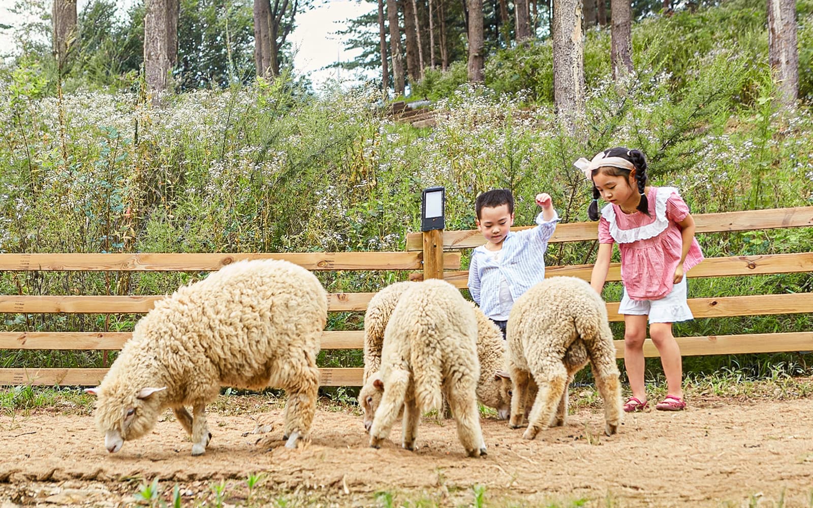 Nami Island Wildlife Exploration Day Tour with Alpaca World tickets in Seoul - Features | TickYourList