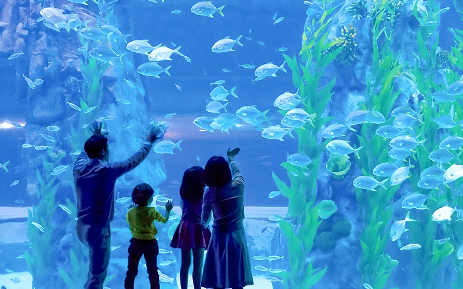 Lotte World Aquarium Tickets experience in Seoul | TickYourList