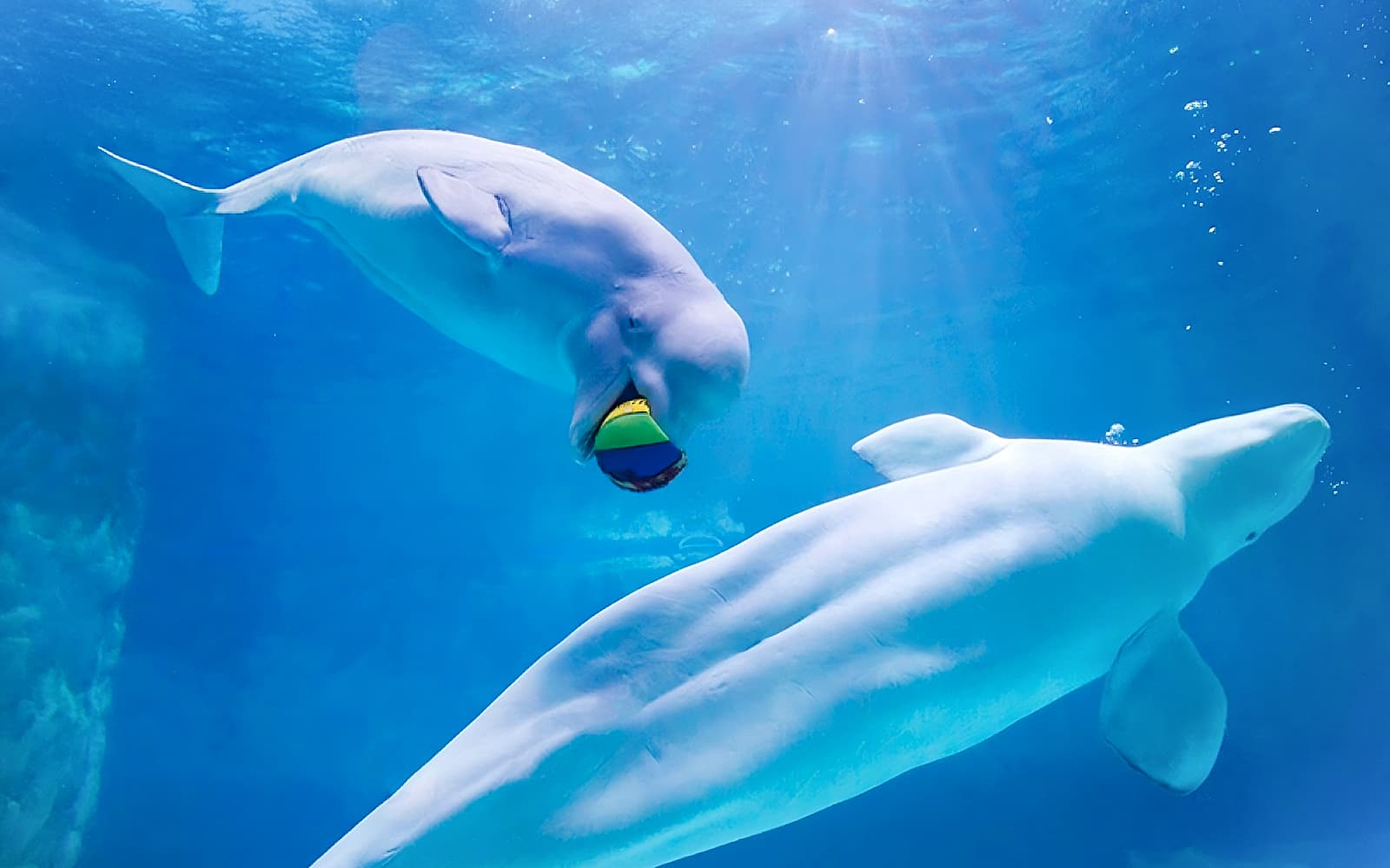 Lotte World Aquarium Tickets in Seoul - Attractions | TickYourList