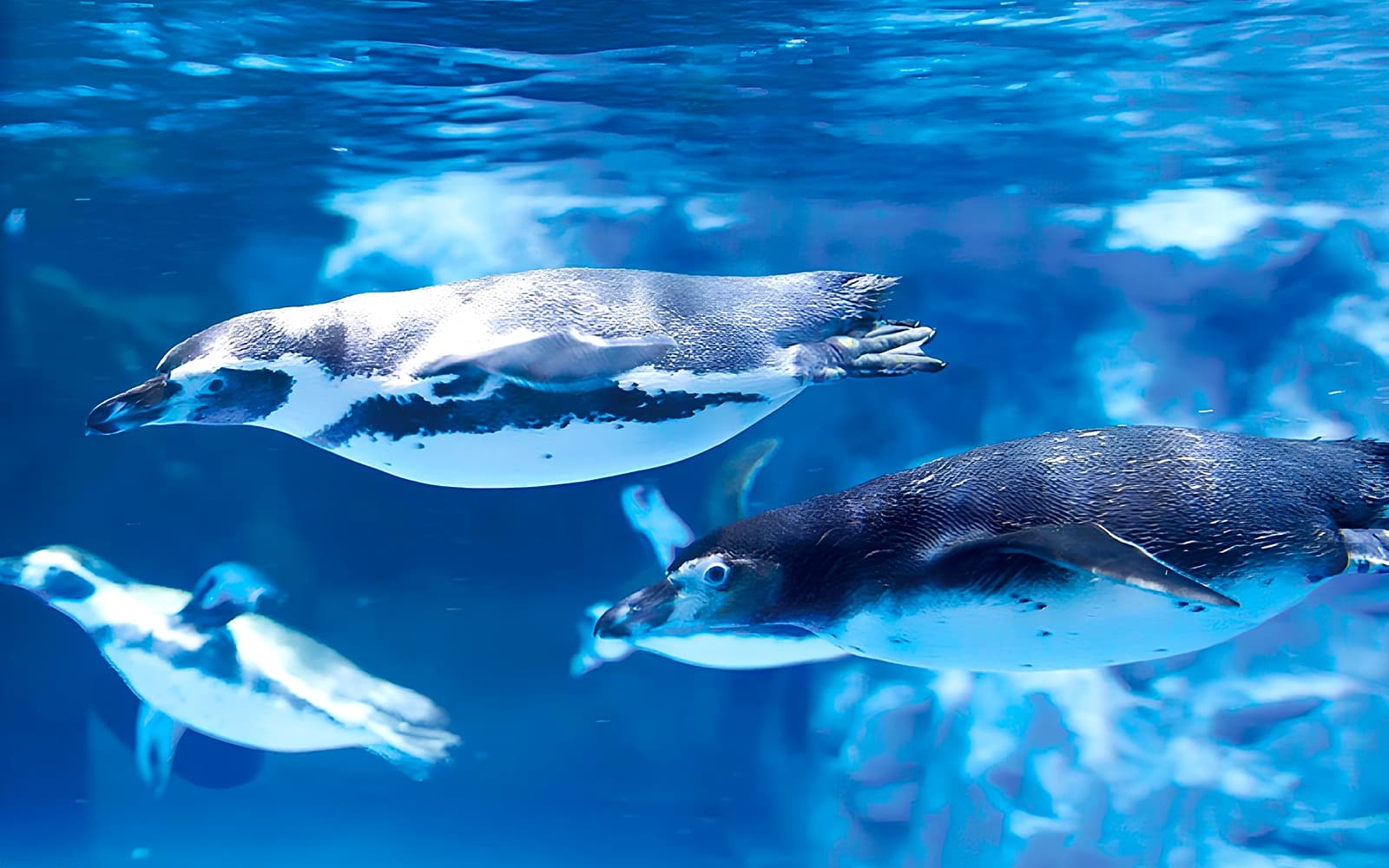 Lotte World Aquarium Tickets in Seoul - Highlights | TickYourList