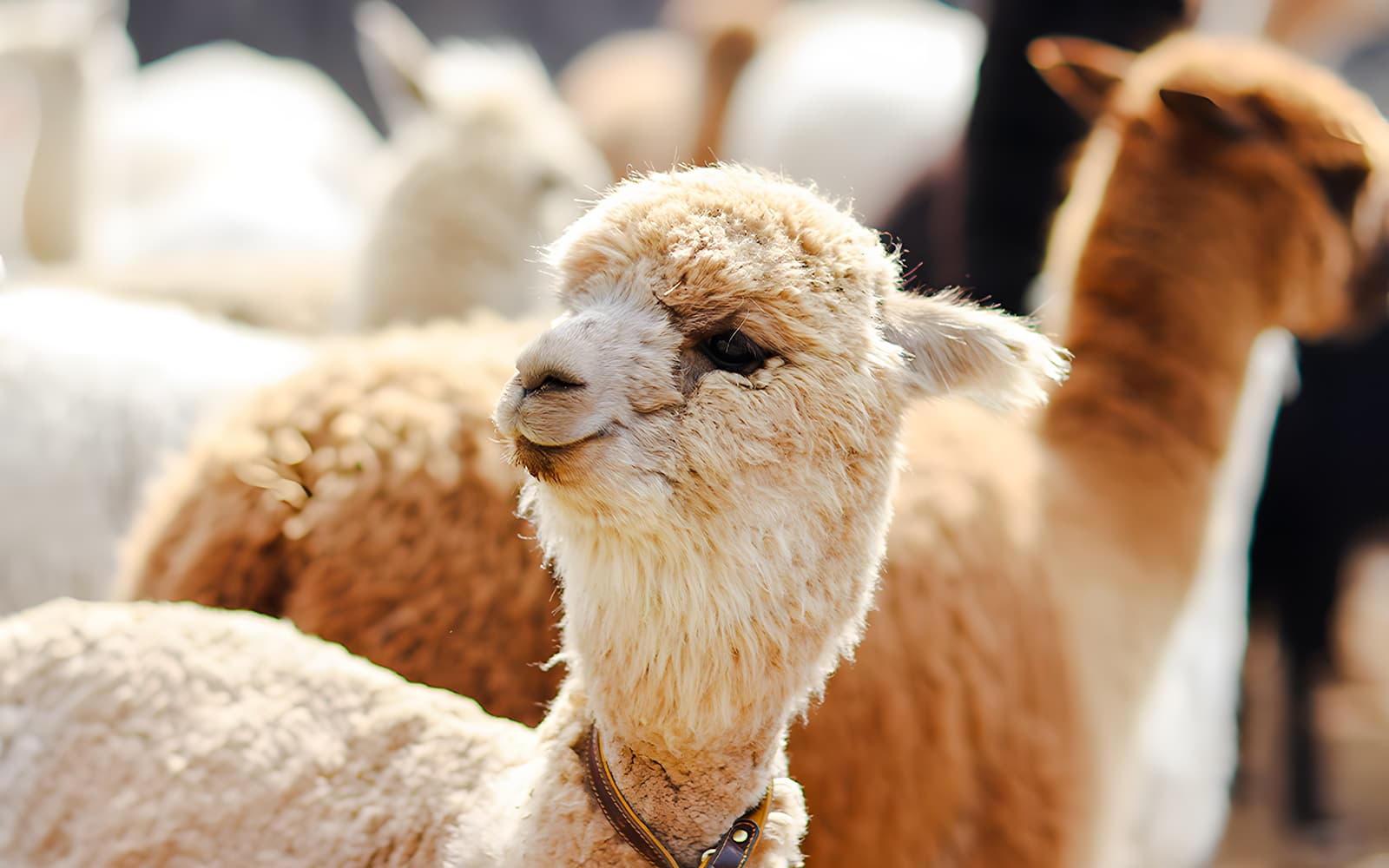 Alpaca World Admission Tickets