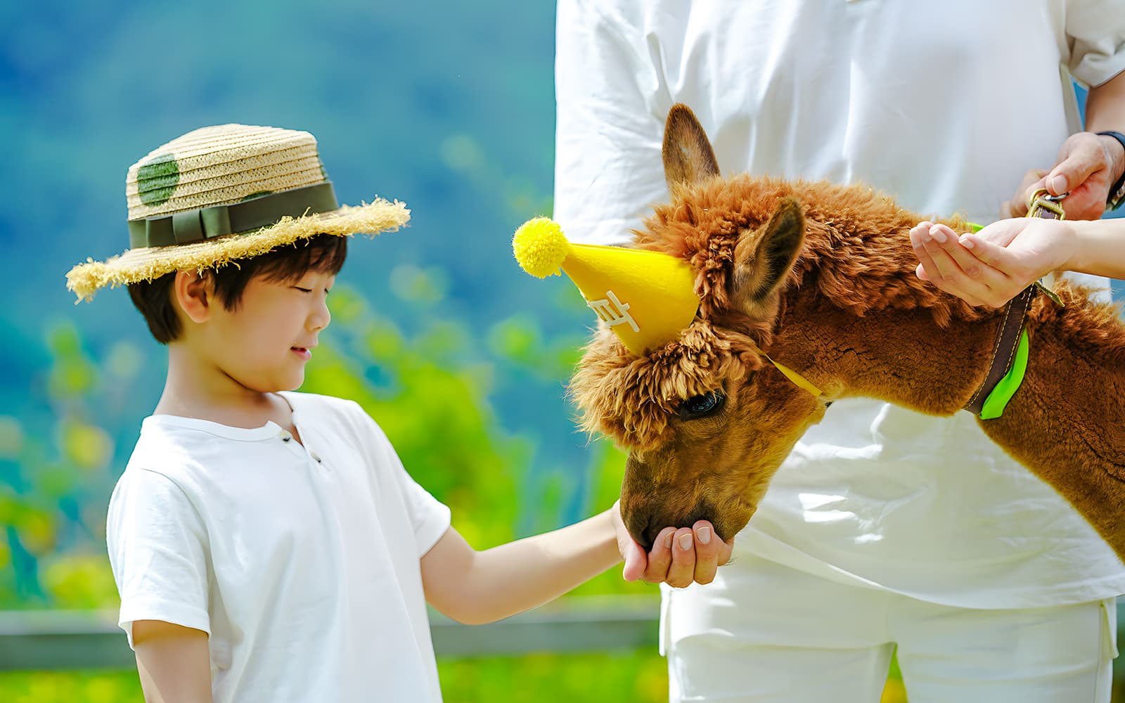 Alpaca World Admission Tickets in Seoul - Attractions | TickYourList