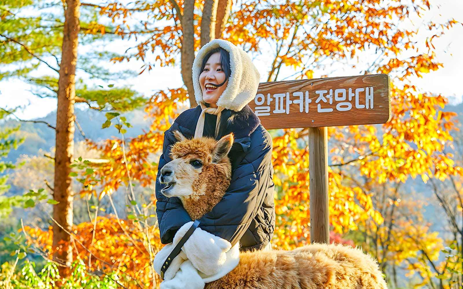 Alpaca World Admission Tickets in Seoul - Highlights | TickYourList