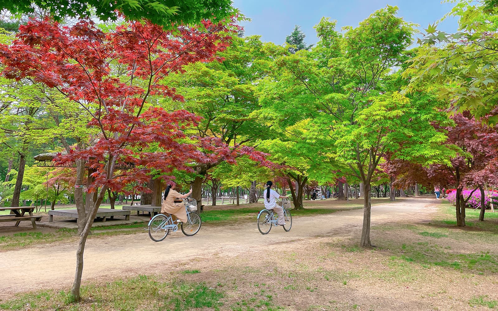 Nami Island Admission Ticket with Transfers