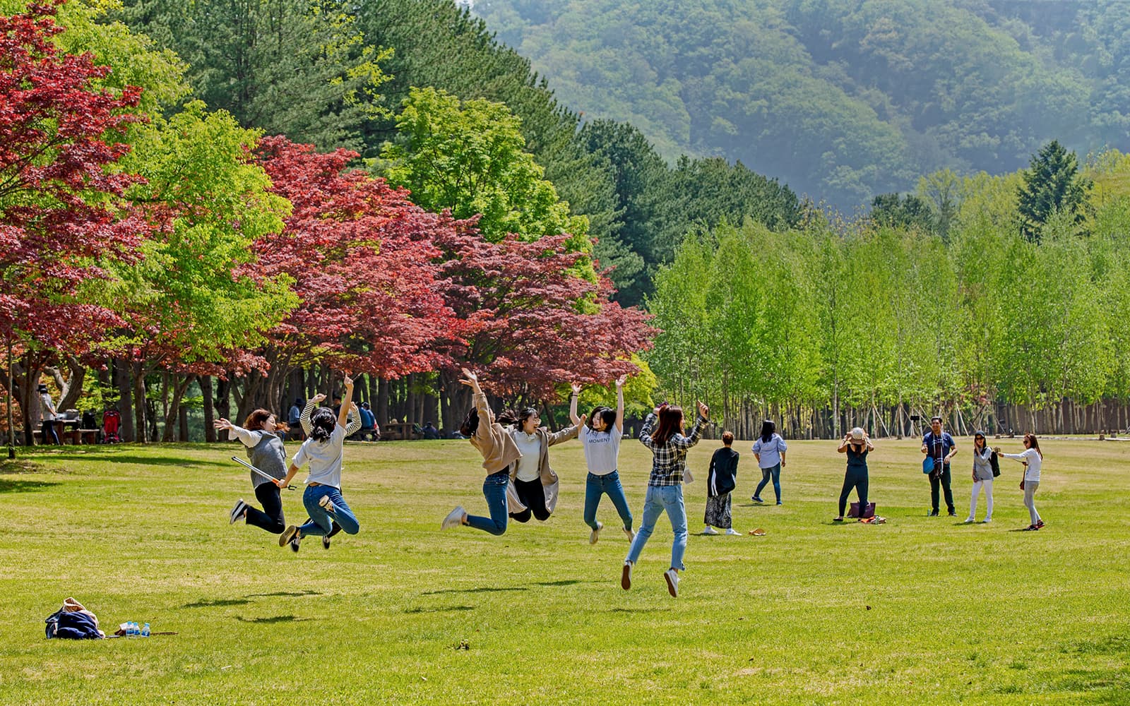 Nami Island Admission Ticket with Transfers in Seoul - Features | TickYourList