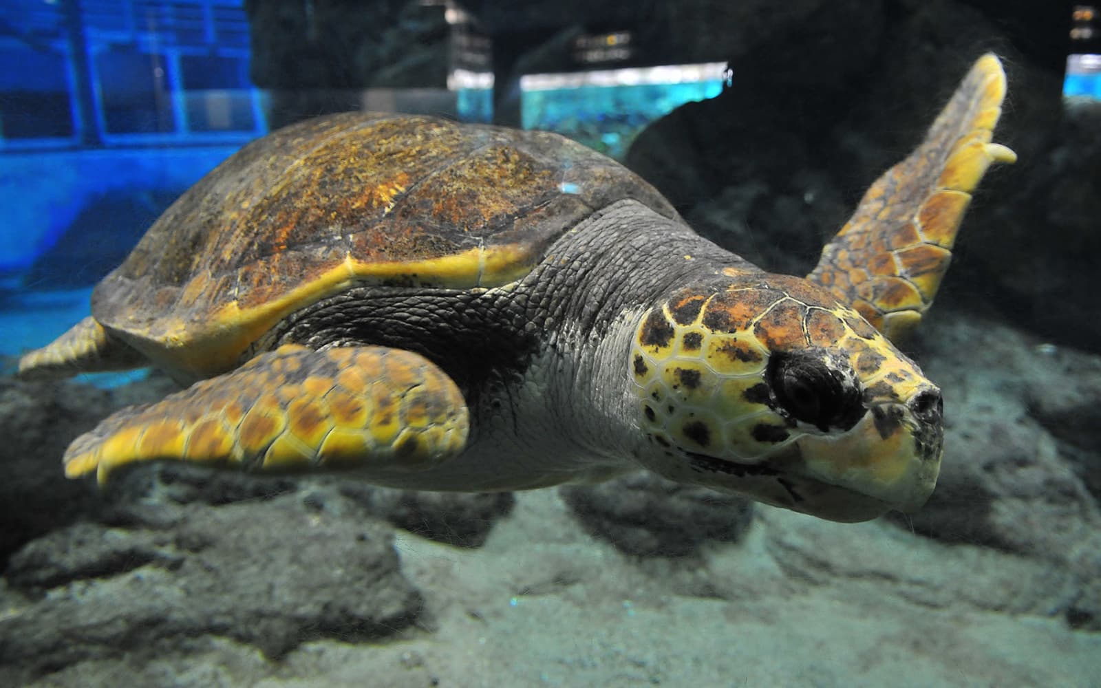 Tickets to Port of Nagoya Public Aquarium in Nagoya - Attractions | TickYourList