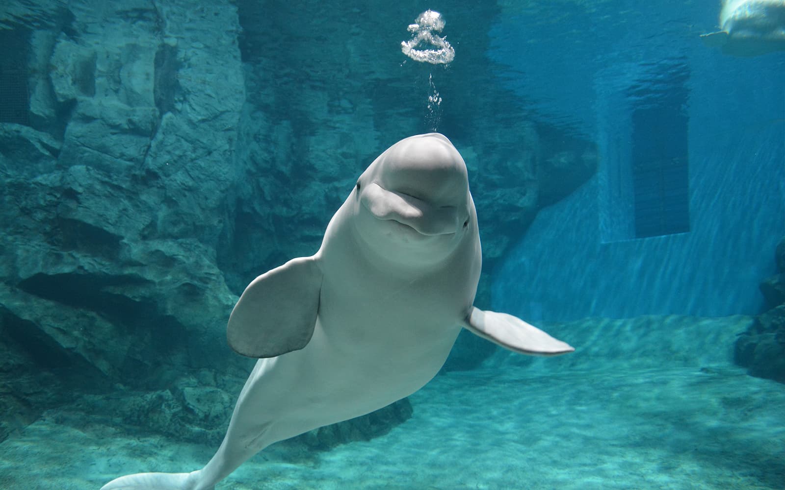 Tickets to Port of Nagoya Public Aquarium in Nagoya - Activities | TickYourList