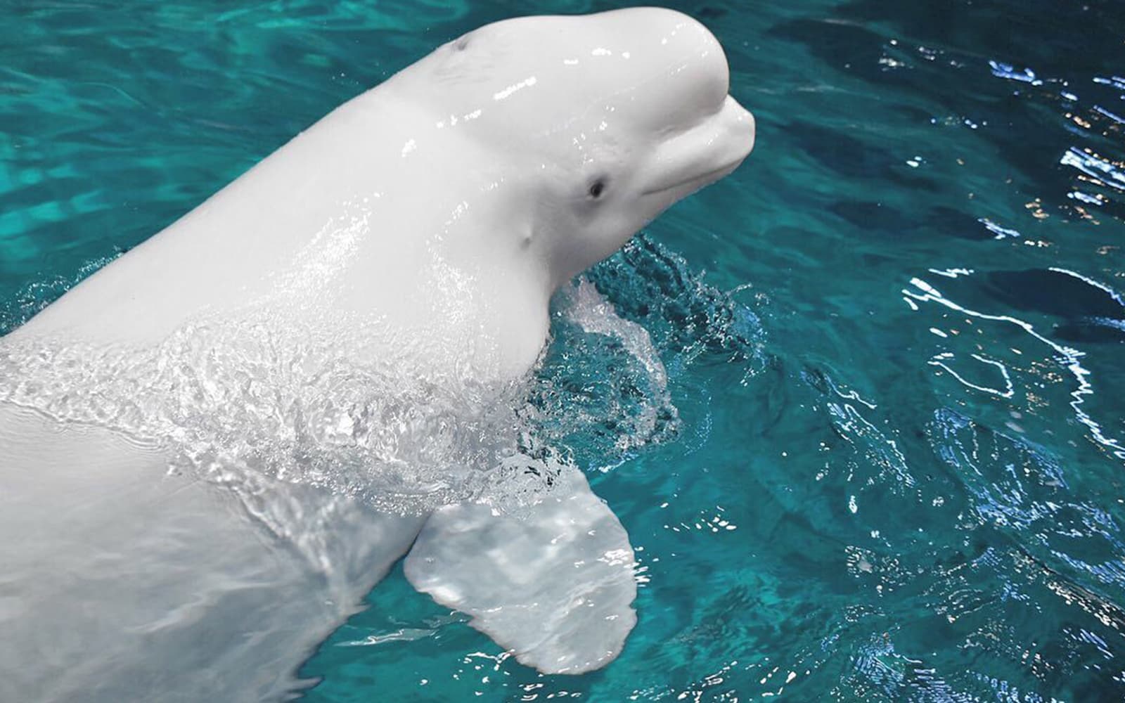 Tickets to Port of Nagoya Public Aquarium in Nagoya - Full Experience | TickYourList
