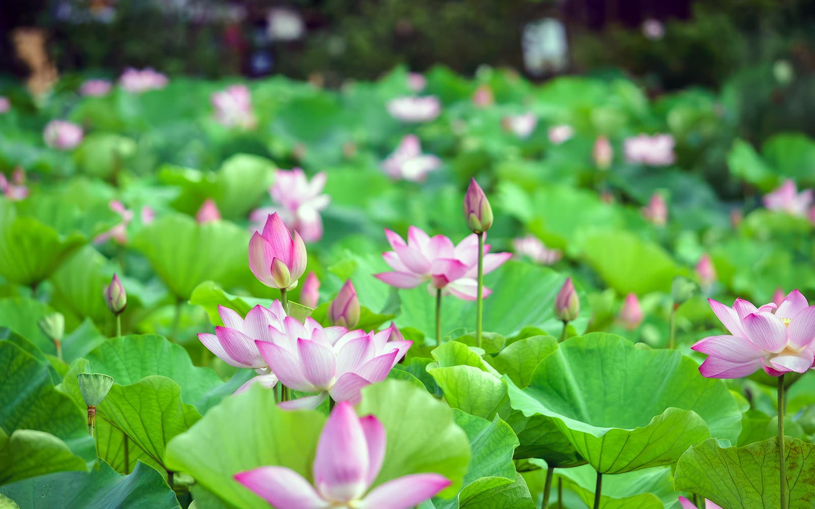 Tickets to Southeast Botanical Gardens in Okinawa - Attractions | TickYourList