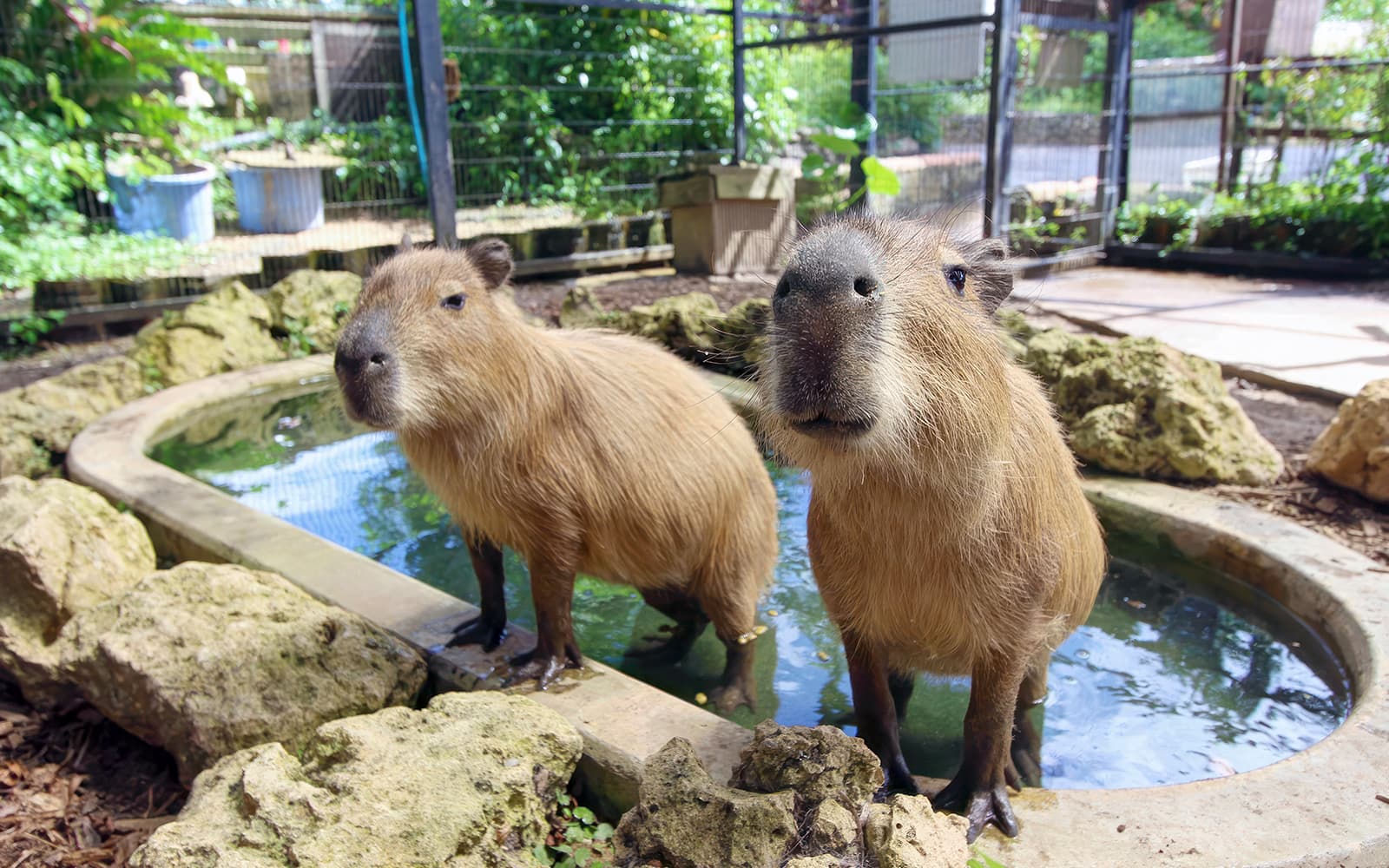 Tickets to Southeast Botanical Gardens in Okinawa - Highlights | TickYourList