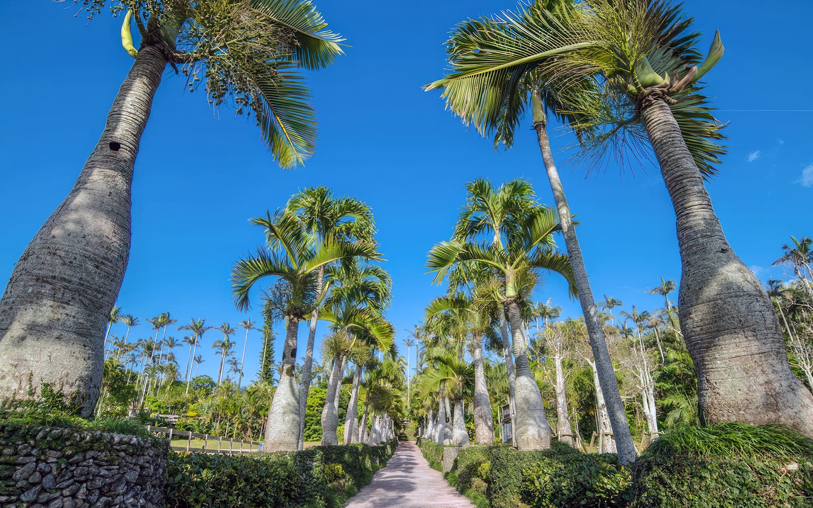 Tickets to Southeast Botanical Gardens in Okinawa - Features | TickYourList