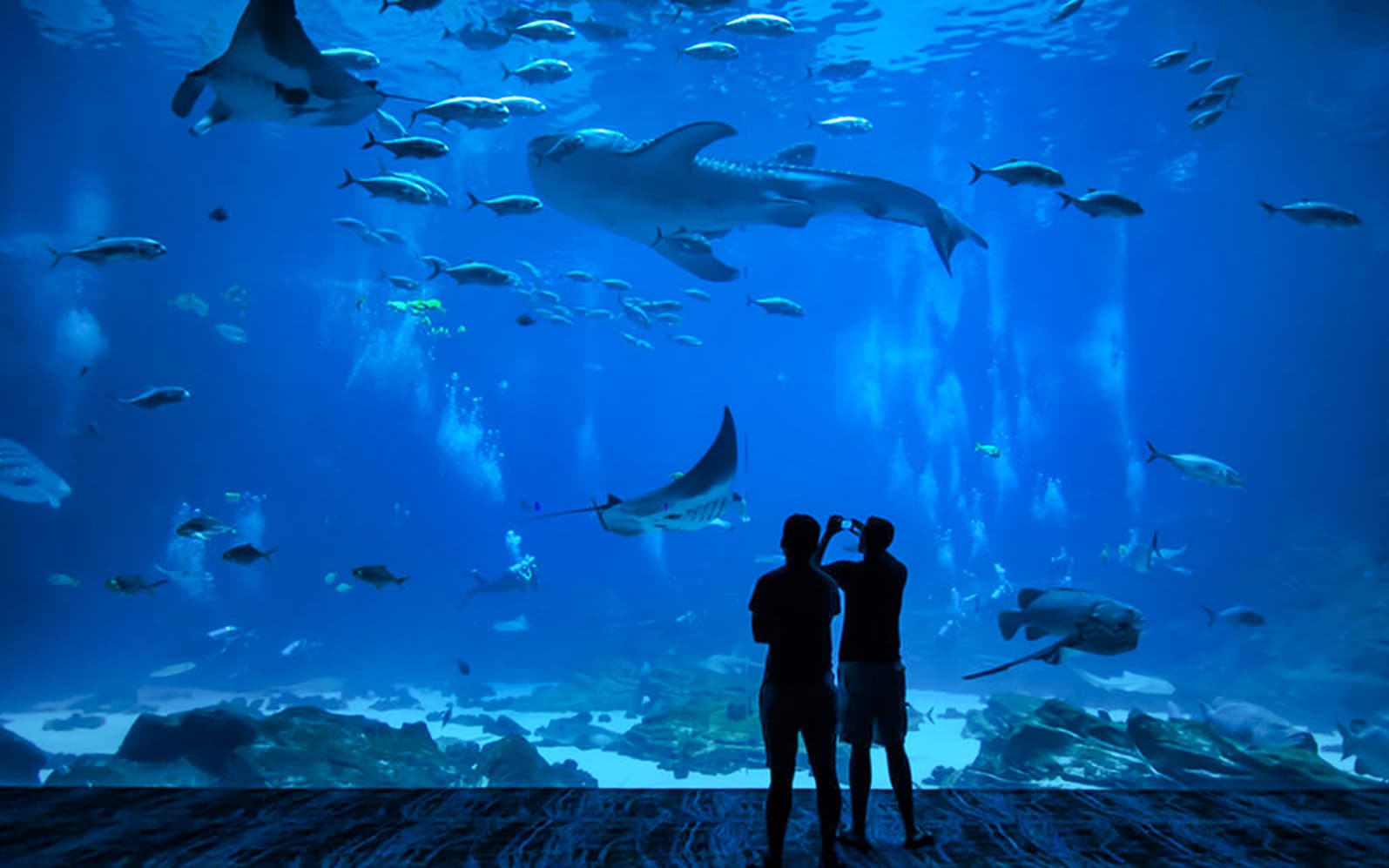 Okinawa Churaumi Aquarium Tickets - Physical Voucher
