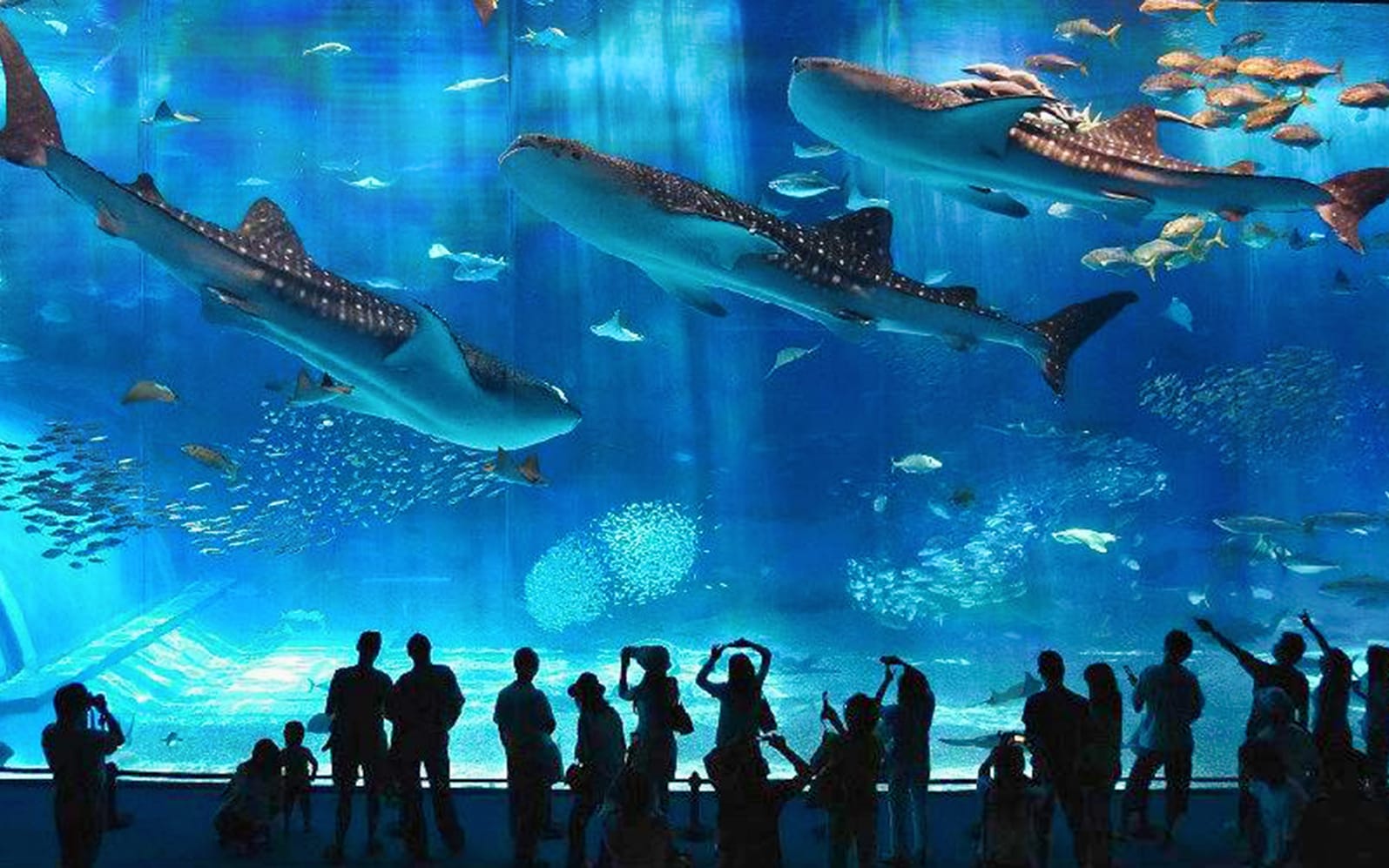 Okinawa Churaumi Aquarium Tickets - Physical Voucher in Okinawa - Highlights | TickYourList