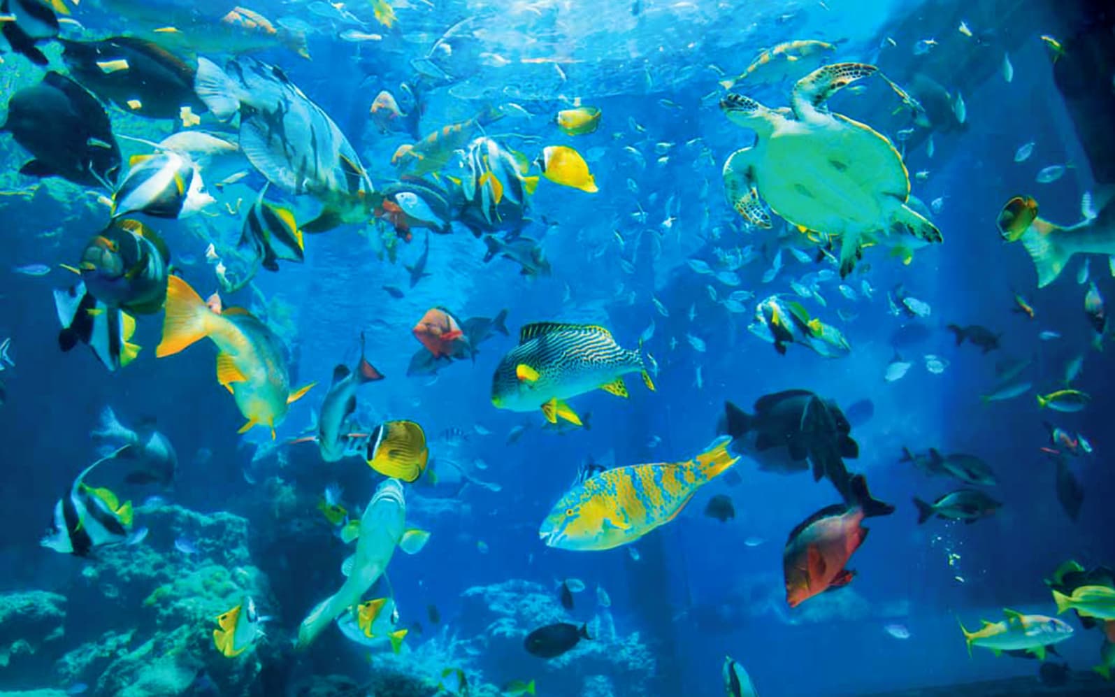 Okinawa Churaumi Aquarium Tickets - Physical Voucher in Okinawa - Full Experience | TickYourList