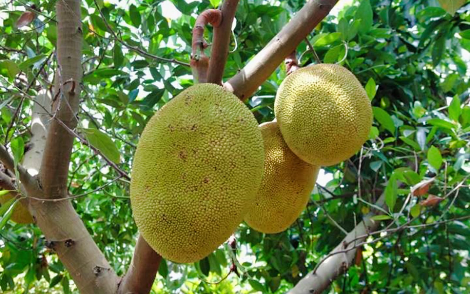 Okinawa Fruits Land Admission Ticket in Okinawa - Activities | TickYourList