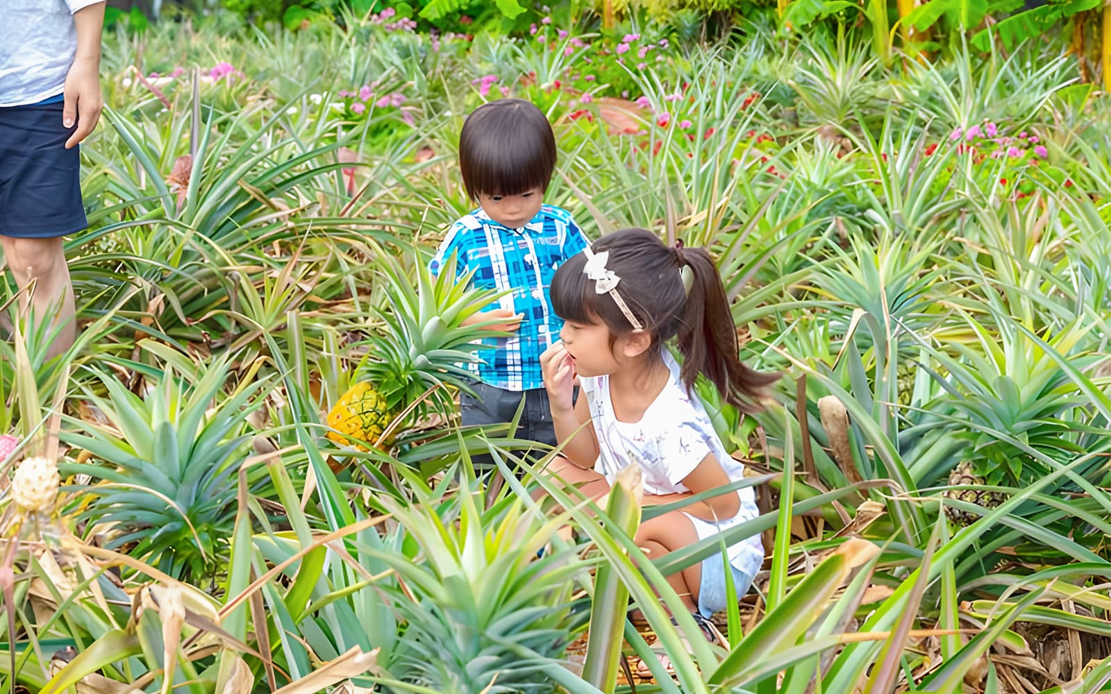 Nago Pineapple Park Tickets in Okinawa - Attractions | TickYourList