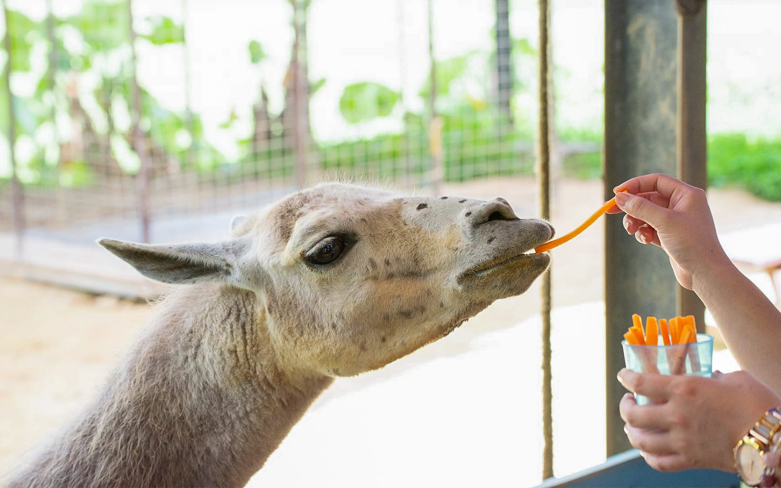 Tickets to Neo Park Okinawa in Okinawa - Attractions | TickYourList