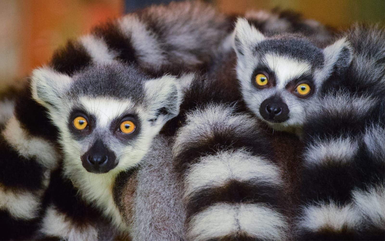 Tickets to Neo Park Okinawa in Okinawa - Activities | TickYourList