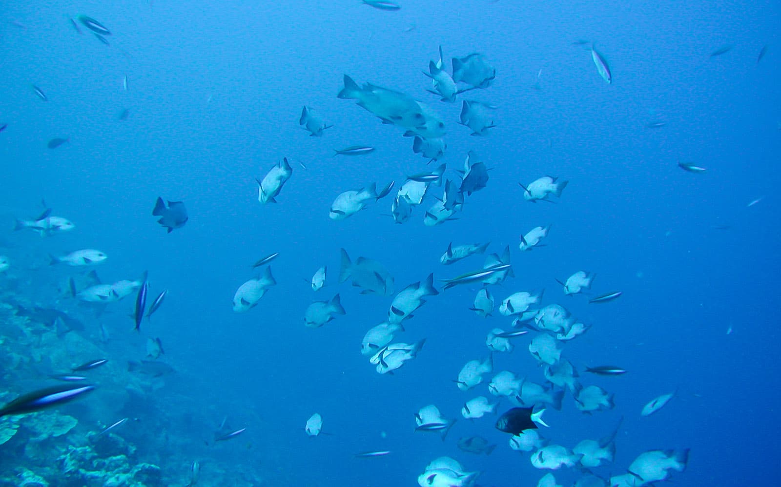 Okinawa Underwater Sightseeing Boat Ride experience tickets in Okinawa | TickYourList