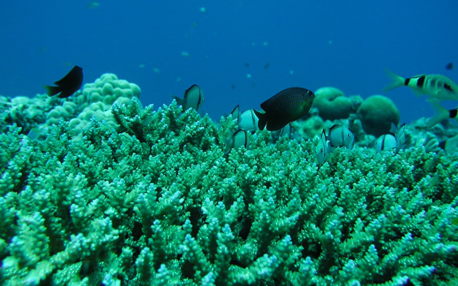 Okinawa Underwater Sightseeing Boat Ride tickets in Okinawa - Attractions | TickYourList