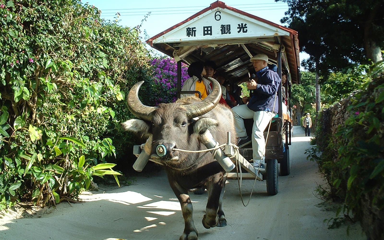 Guided Tour of Iriomote, Yufu, and (Optional) Taketomi Islands