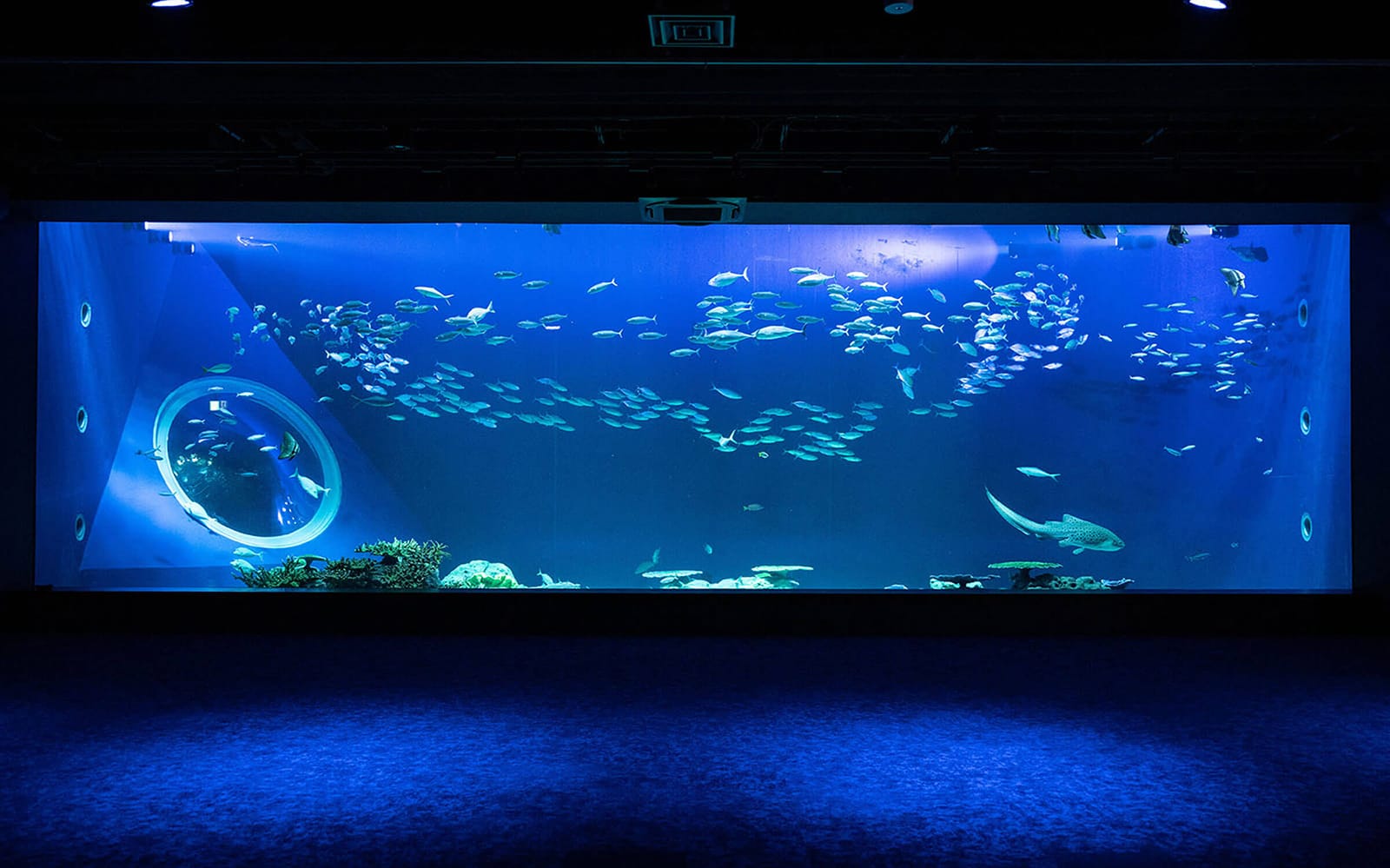DMM Kariyushi Aquarium Admission Ticket in Okinawa - Attractions | TickYourList