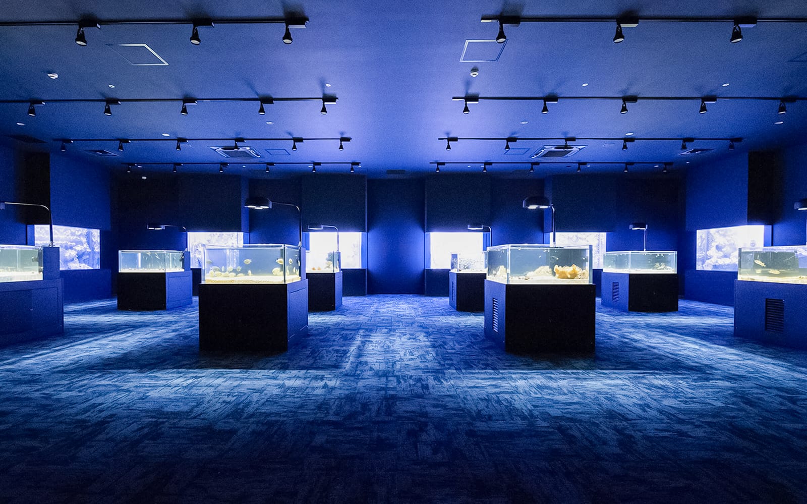 DMM Kariyushi Aquarium Admission Ticket in Okinawa - Activities | TickYourList