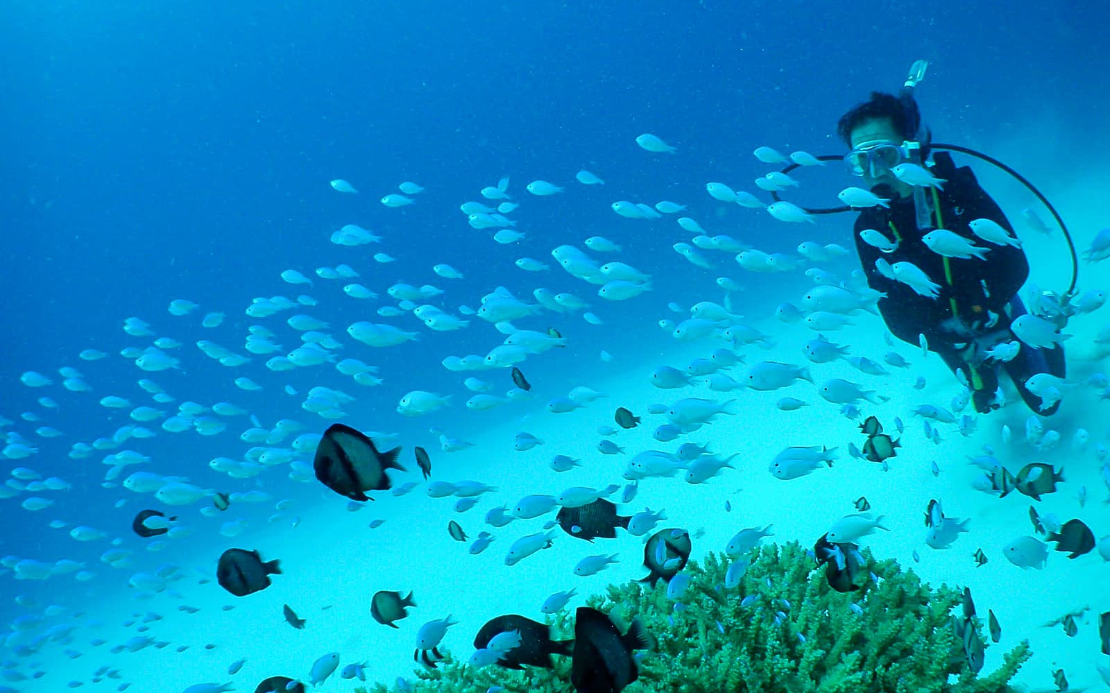 3-Point Snorkeling or Diving Tour at Kerama Islands experience tickets in Okinawa | TickYourList