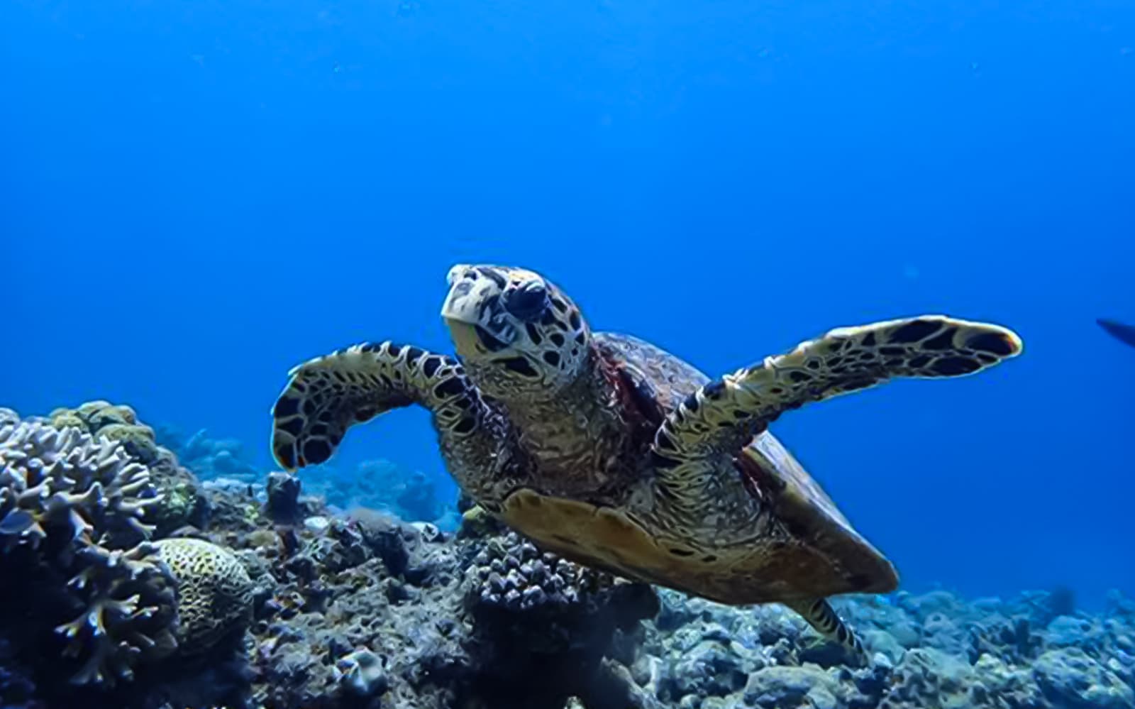 3-Point Snorkeling or Diving Tour at Kerama Islands tickets in Okinawa - Features | TickYourList