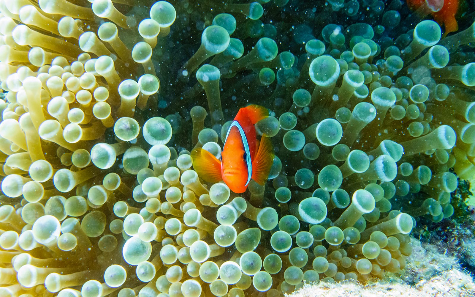 Half Day Guided Snorkeling Tour in Kerama Chibishi Island with Optional Parasail tickets in Okinawa - Highlights | TickYourList
