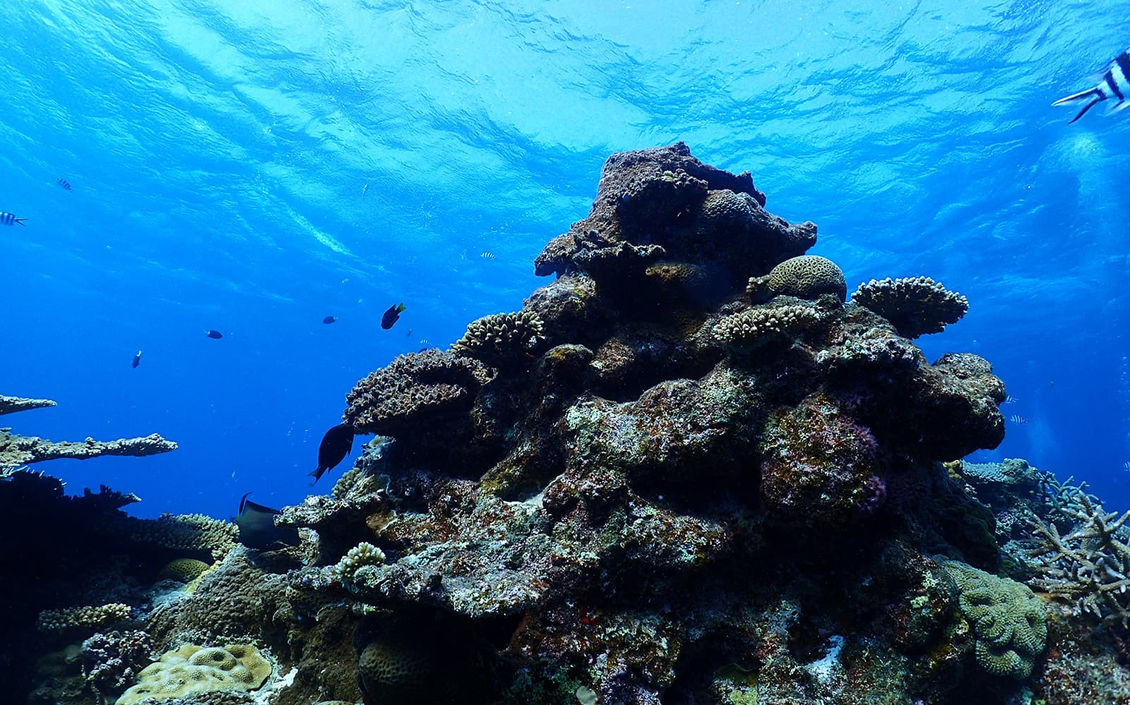 Half Day Guided Snorkeling Tour in Kerama Chibishi Island with Optional Parasail tickets in Okinawa - Features | TickYourList